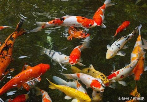 客廳養什麼魚|家中魚缸的正確擺放方法及常見的「風水魚」種類介紹。